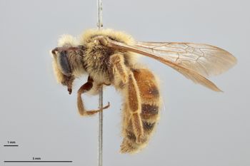 Media type: image;   Entomology 770430 Aspect: habitus lateral view